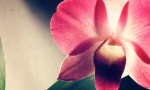 Una Canción para Mamá