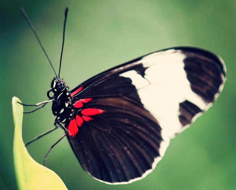 Si yo fuera una mariposa: un poema sobre amor, fantasía y ternura