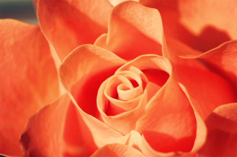 Te quiero: un poema de Julia de Burgos sobre el amor profundo